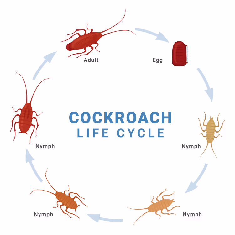 κύκλος ζωής της κατσαρίδας